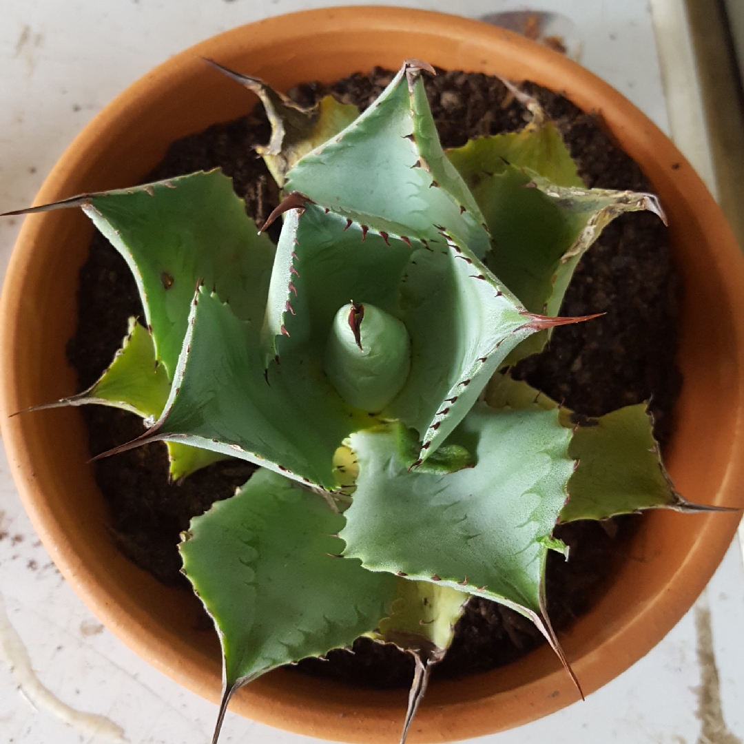 Agave Potatorum in the GardenTags plant encyclopedia