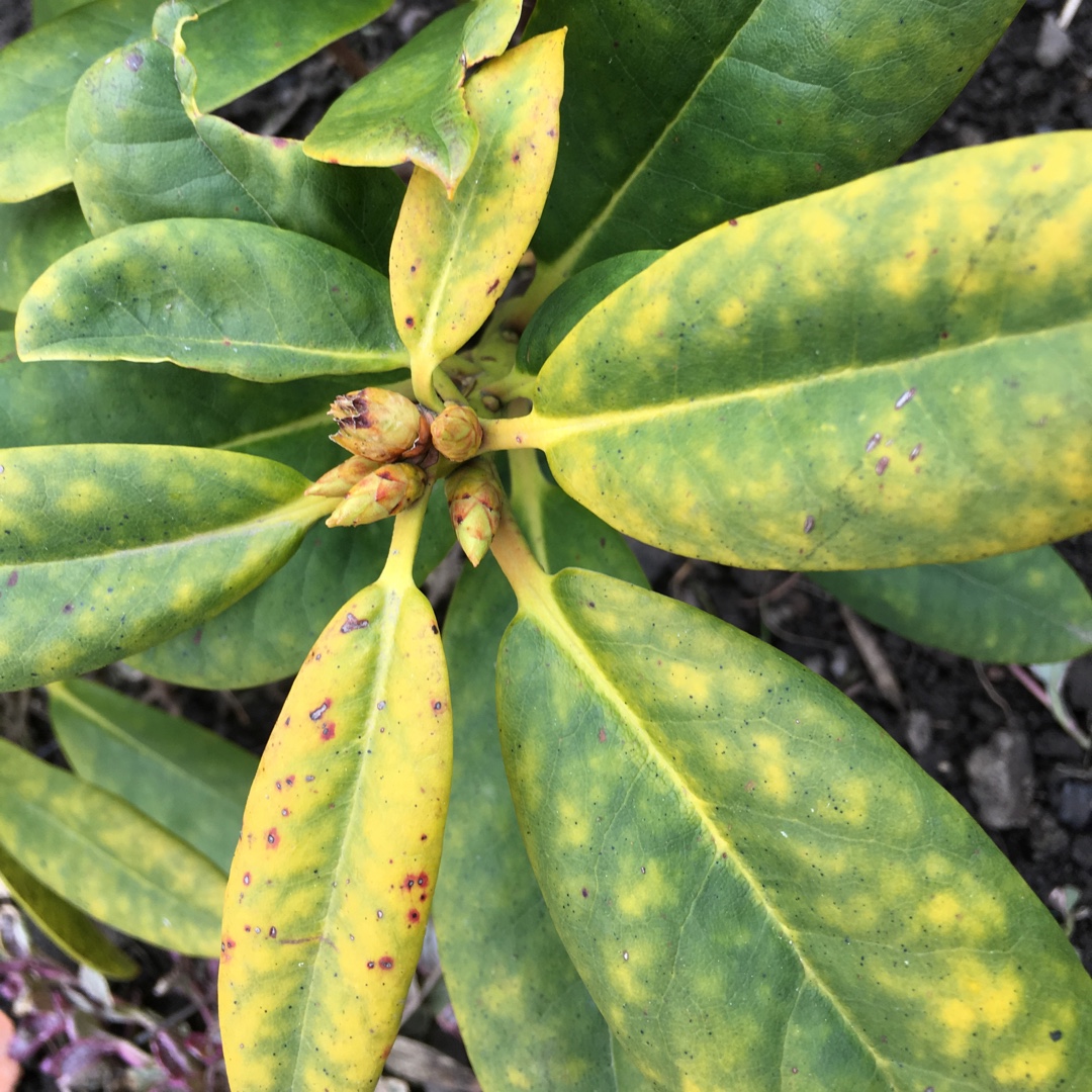 Rhododendron Sun Fire in the GardenTags plant encyclopedia