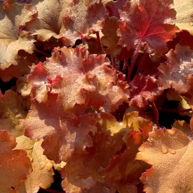 Alumroot Peach Crisp in the GardenTags plant encyclopedia