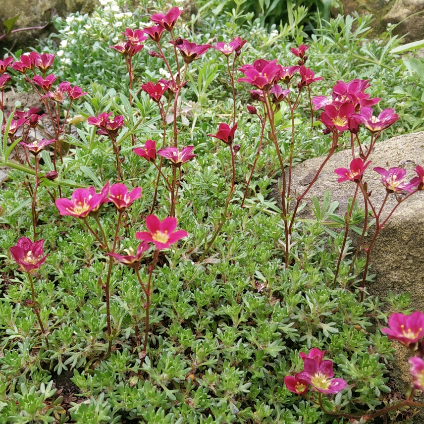 Mossy rockfoil in the GardenTags plant encyclopedia