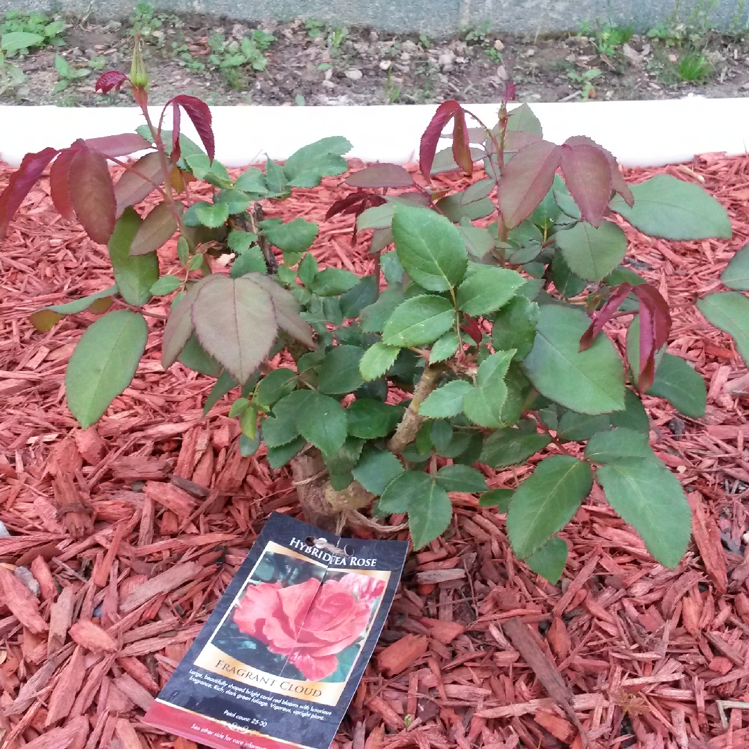 Rose Fragrant Cloud in the GardenTags plant encyclopedia