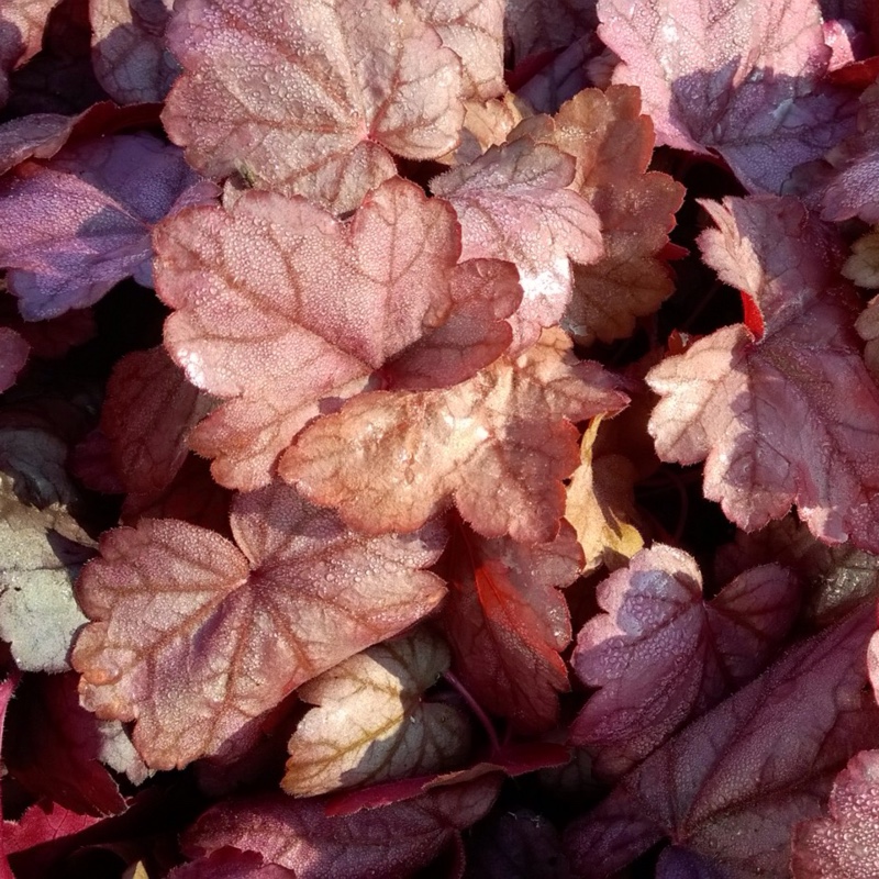 Alumroot Grape Soda in the GardenTags plant encyclopedia