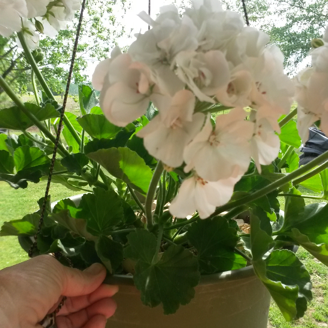 Pelargonium Patriot White (Zonal) in the GardenTags plant encyclopedia