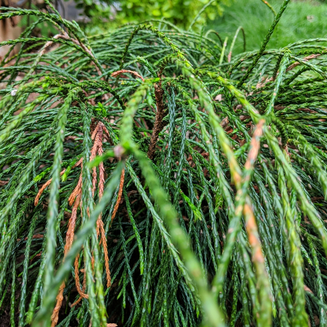 Thuja plicata, Red Cedar in GardenTags plant encyclopedia