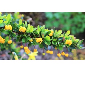 Japanese Barberry Nana in the GardenTags plant encyclopedia