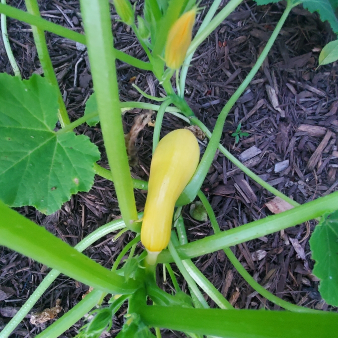 Cucurbita pepo Summer Yellow Crookneck in the GardenTags plant encyclopedia