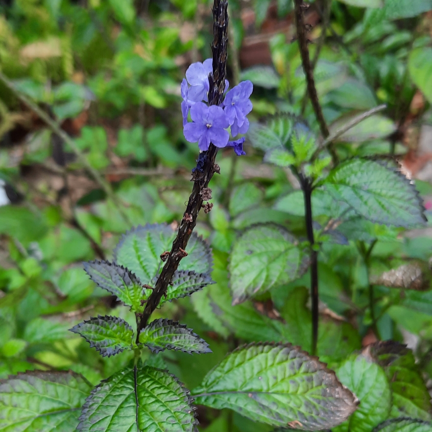 Dark blue snakeweed, Blue Porterweed in the GardenTags plant encyclopedia