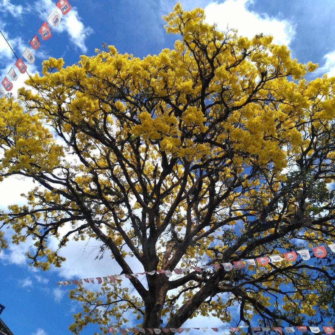 Golden Trumpet Tree in the GardenTags plant encyclopedia