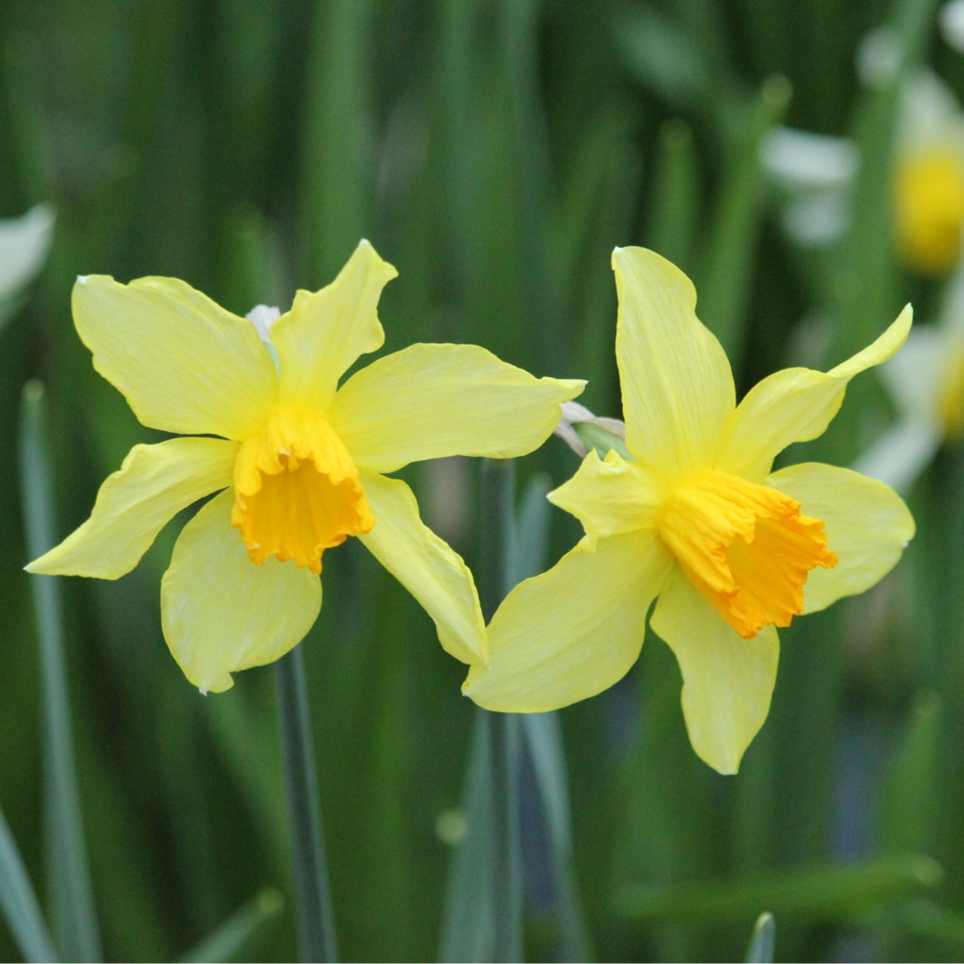 Daffodil C.J. Backhouse (Large-cupped) in the GardenTags plant encyclopedia