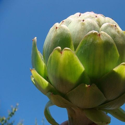 Globe Artichoke in the GardenTags plant encyclopedia