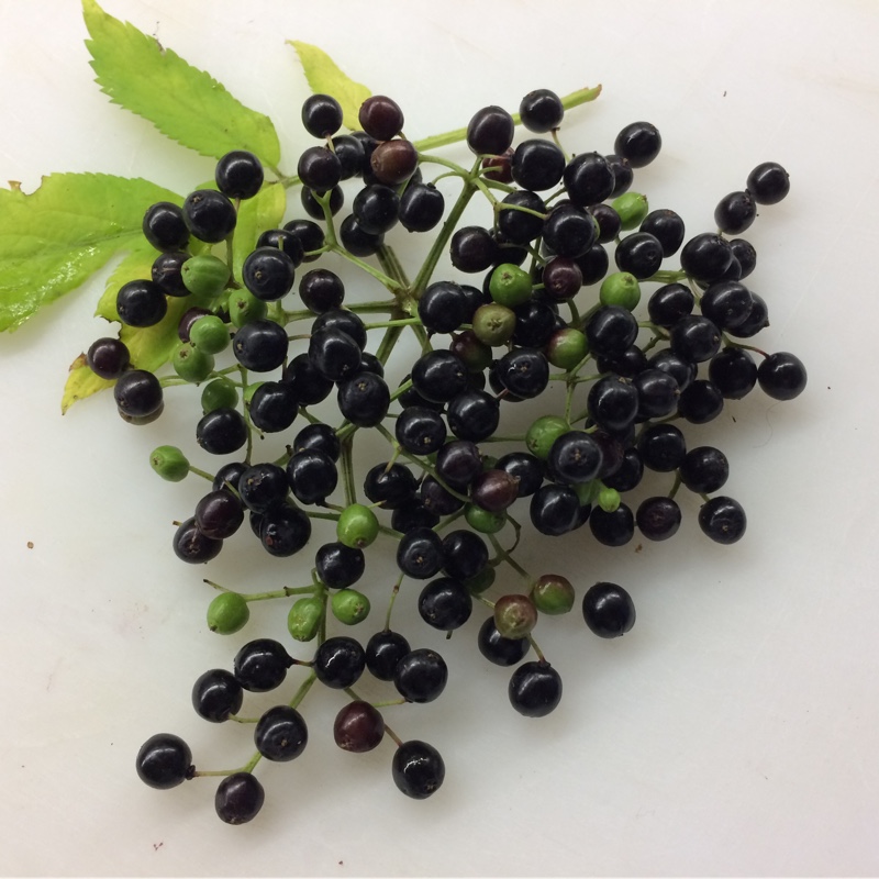 American Black Elder in the GardenTags plant encyclopedia