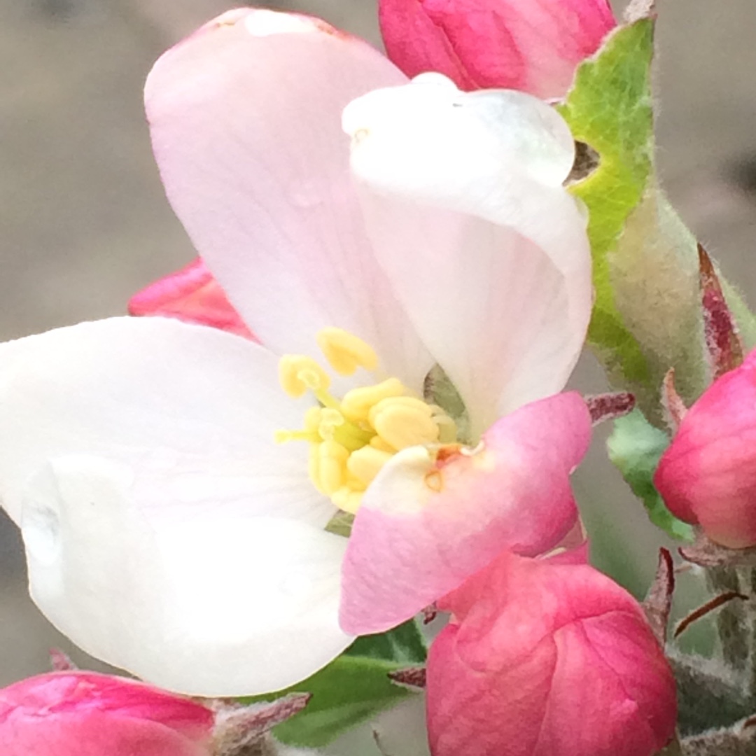 Apple Katja in the GardenTags plant encyclopedia