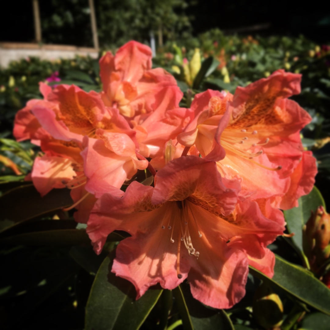 Rhododendron Olga in the GardenTags plant encyclopedia