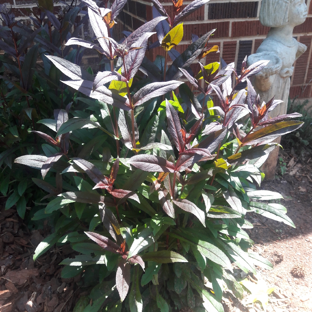 Beardtongue Dark Towers in the GardenTags plant encyclopedia