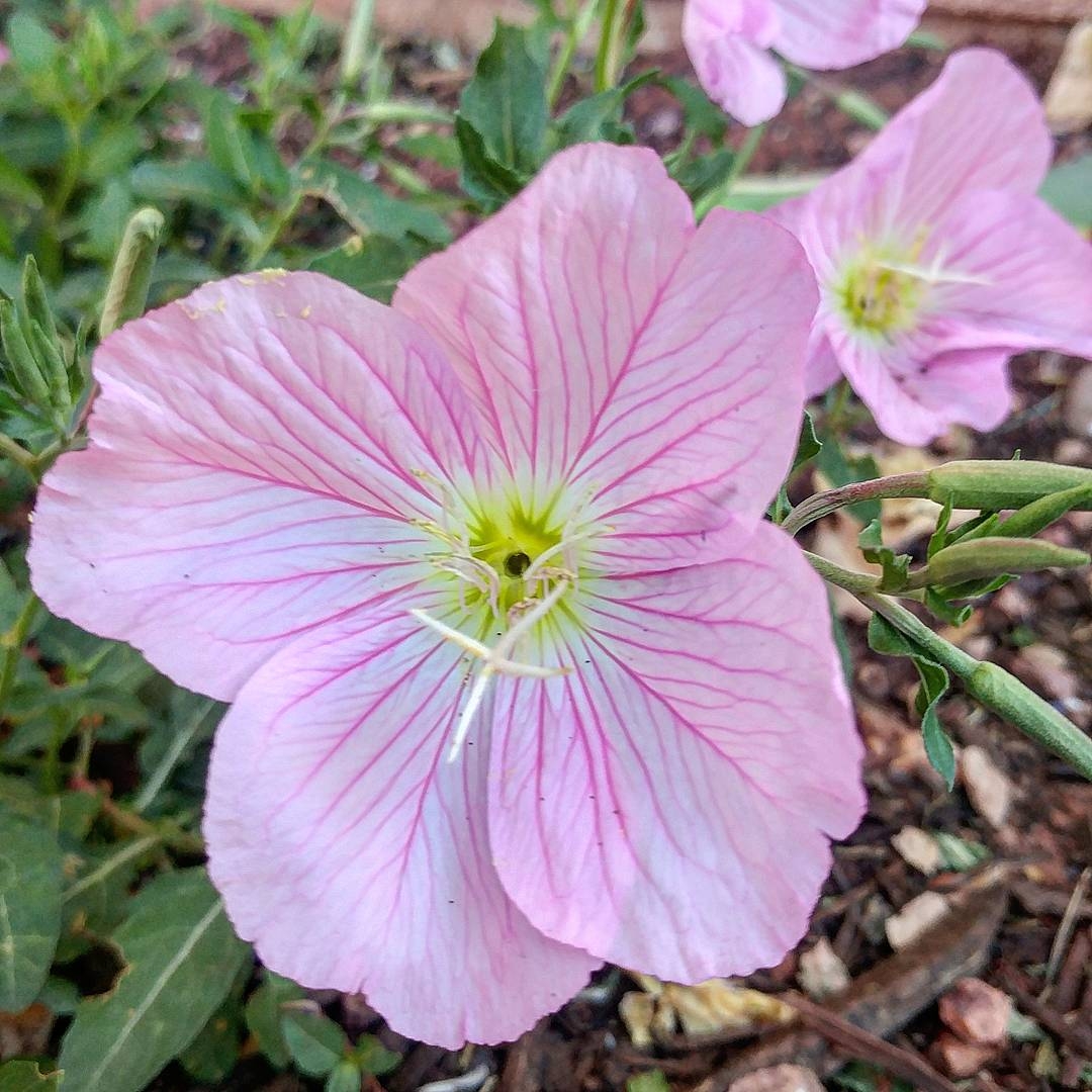 Mexican Primrose in the GardenTags plant encyclopedia