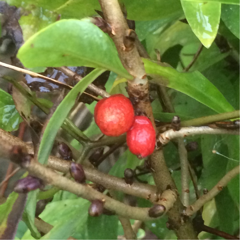 Daphne Mezereon in the GardenTags plant encyclopedia