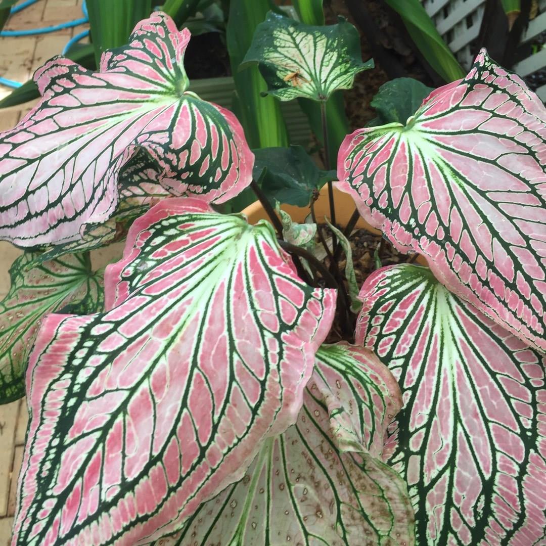 Elephant Ear Kathleen in the GardenTags plant encyclopedia