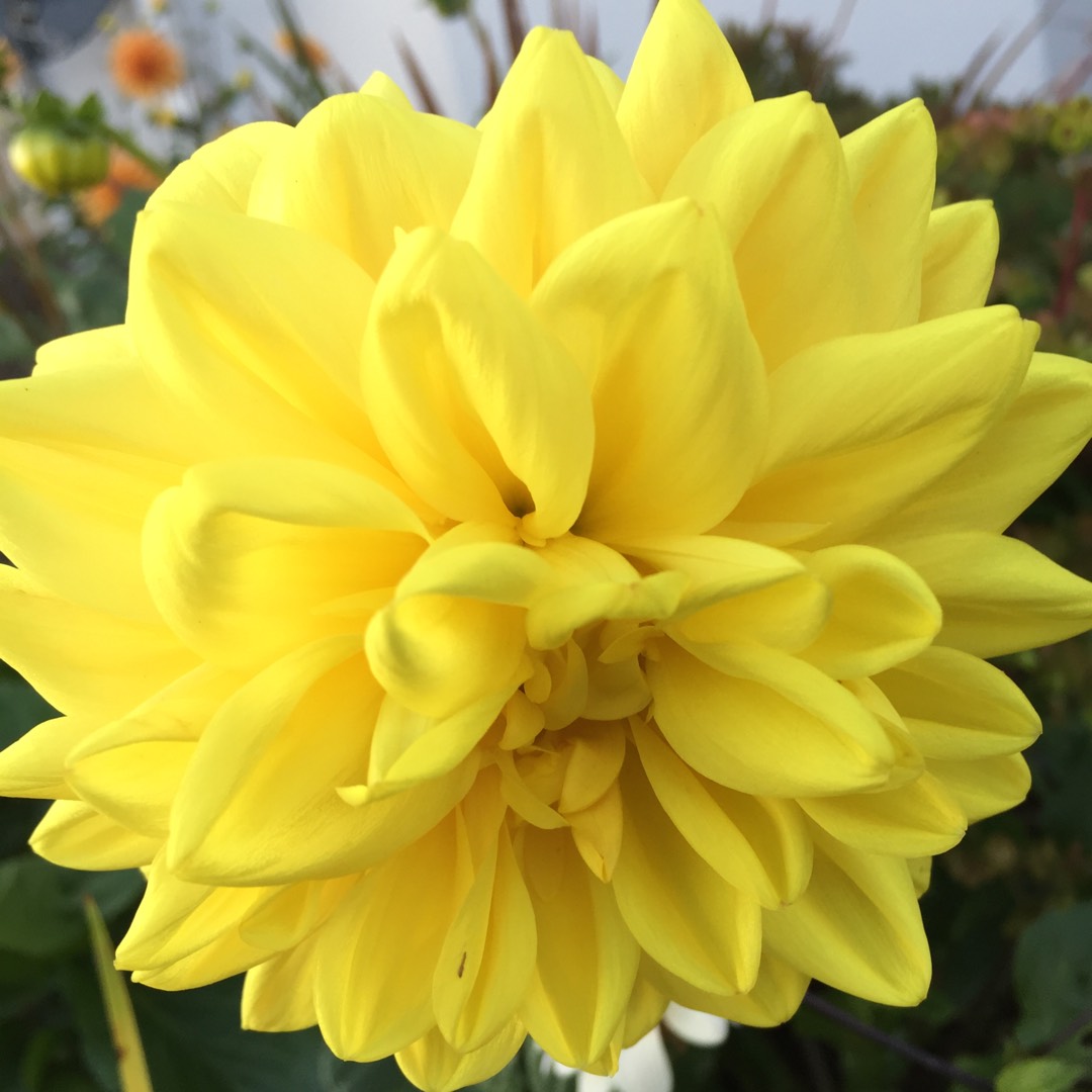 Dahlia Golden Emblem in the GardenTags plant encyclopedia