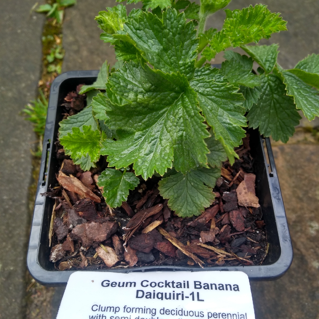 Avens Banana Daiquiri in the GardenTags plant encyclopedia