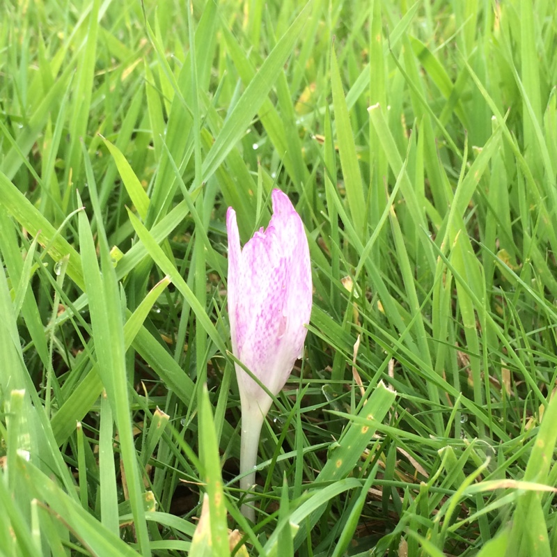 Autumn crocus in the GardenTags plant encyclopedia