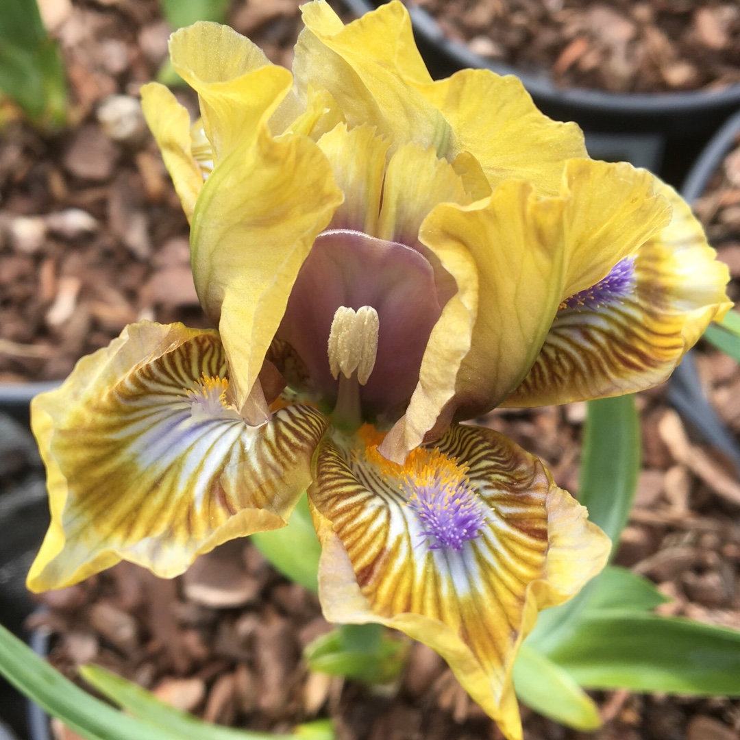 Bearded Iris Pokemon (Miniature Dwarf) in the GardenTags plant encyclopedia