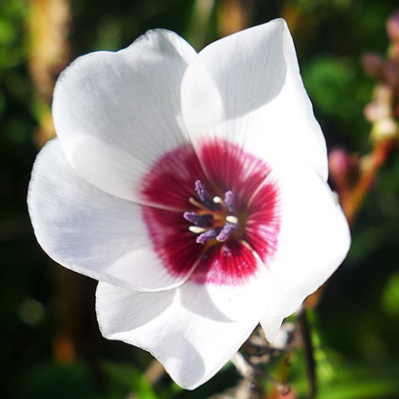 Flowering Flax in the GardenTags plant encyclopedia