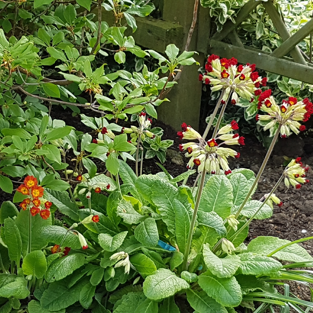 Cowslip Autumn Shades in the GardenTags plant encyclopedia