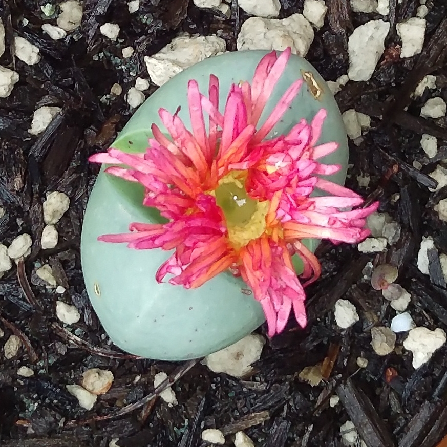 Living Stones in the GardenTags plant encyclopedia