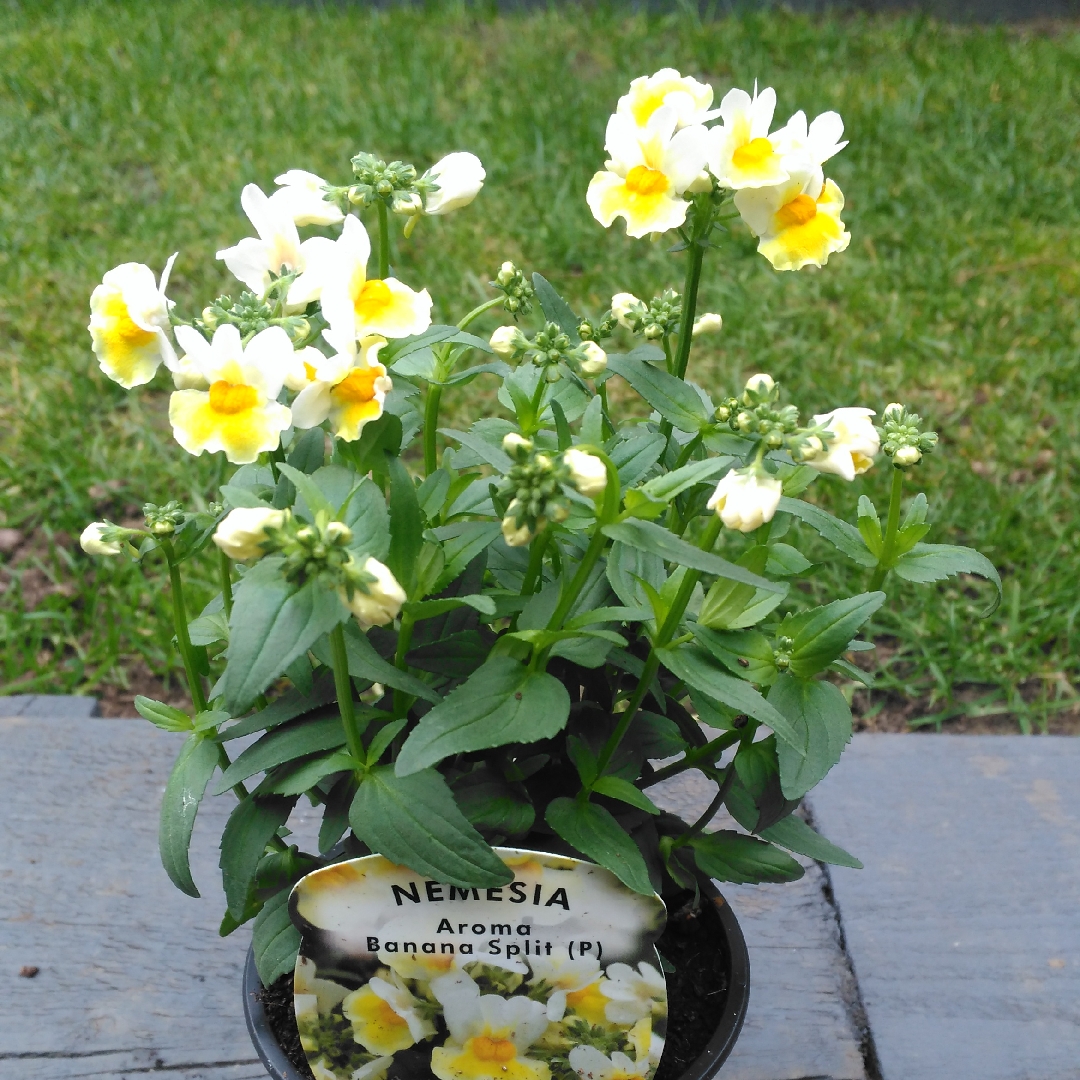 Nemesia Banana Split in the GardenTags plant encyclopedia