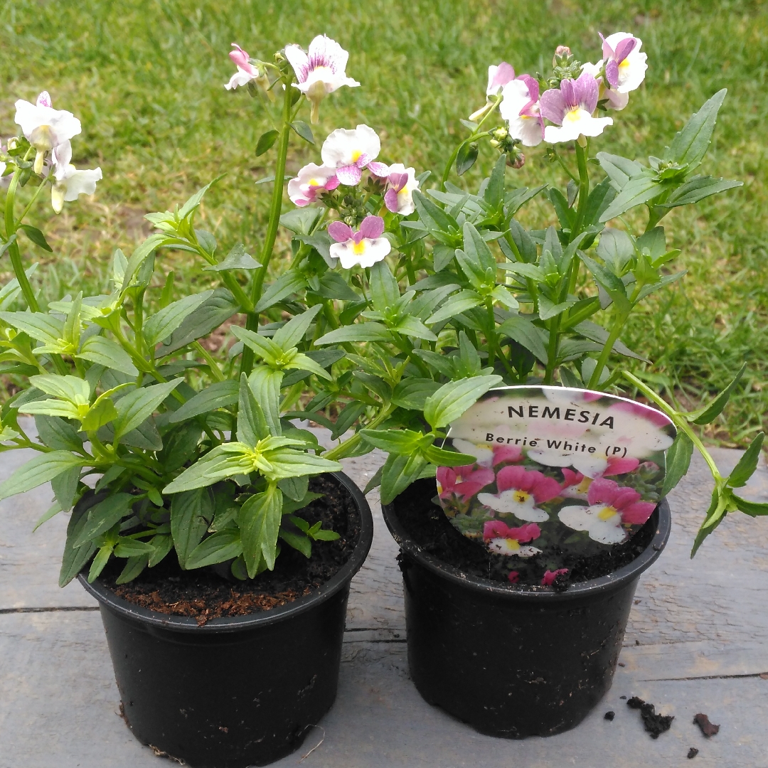 Nemesia Berrie White in the GardenTags plant encyclopedia