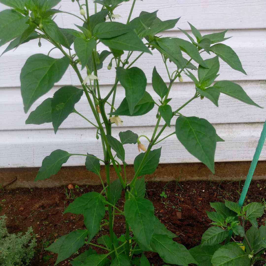 Chilli Dragon Cayenne in the GardenTags plant encyclopedia