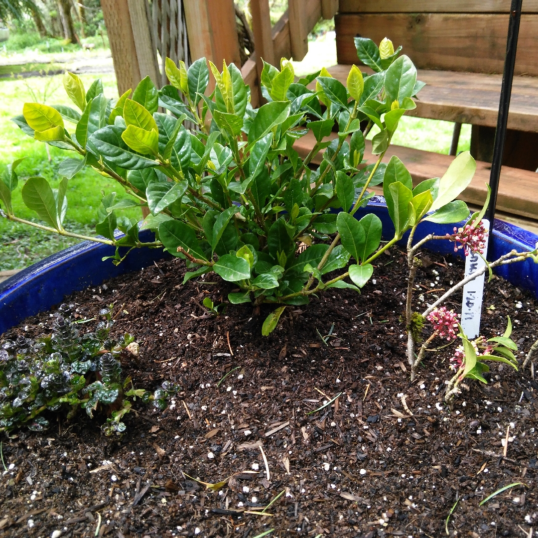 Gardenia Veithcii in the GardenTags plant encyclopedia