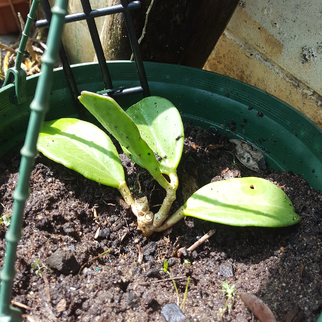 Hoya pachyclada in the GardenTags plant encyclopedia