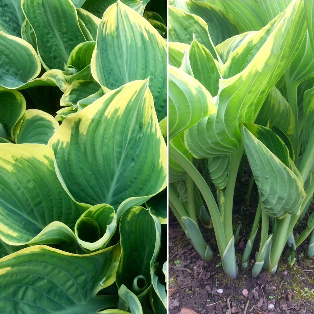 Plantain Lily Sagae in the GardenTags plant encyclopedia