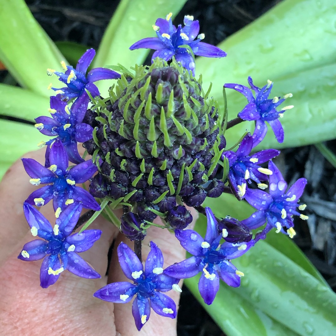 Portuguese Squill Blue Moon in the GardenTags plant encyclopedia