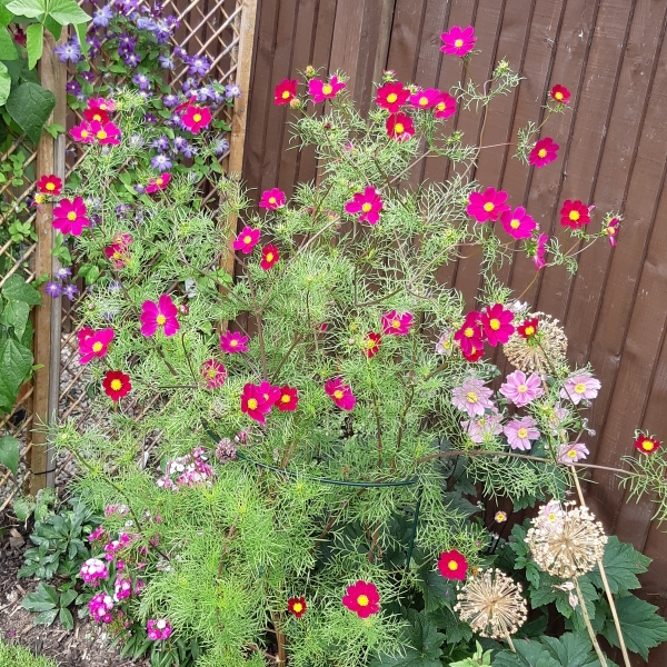 Cosmos Red Dazzler in the GardenTags plant encyclopedia