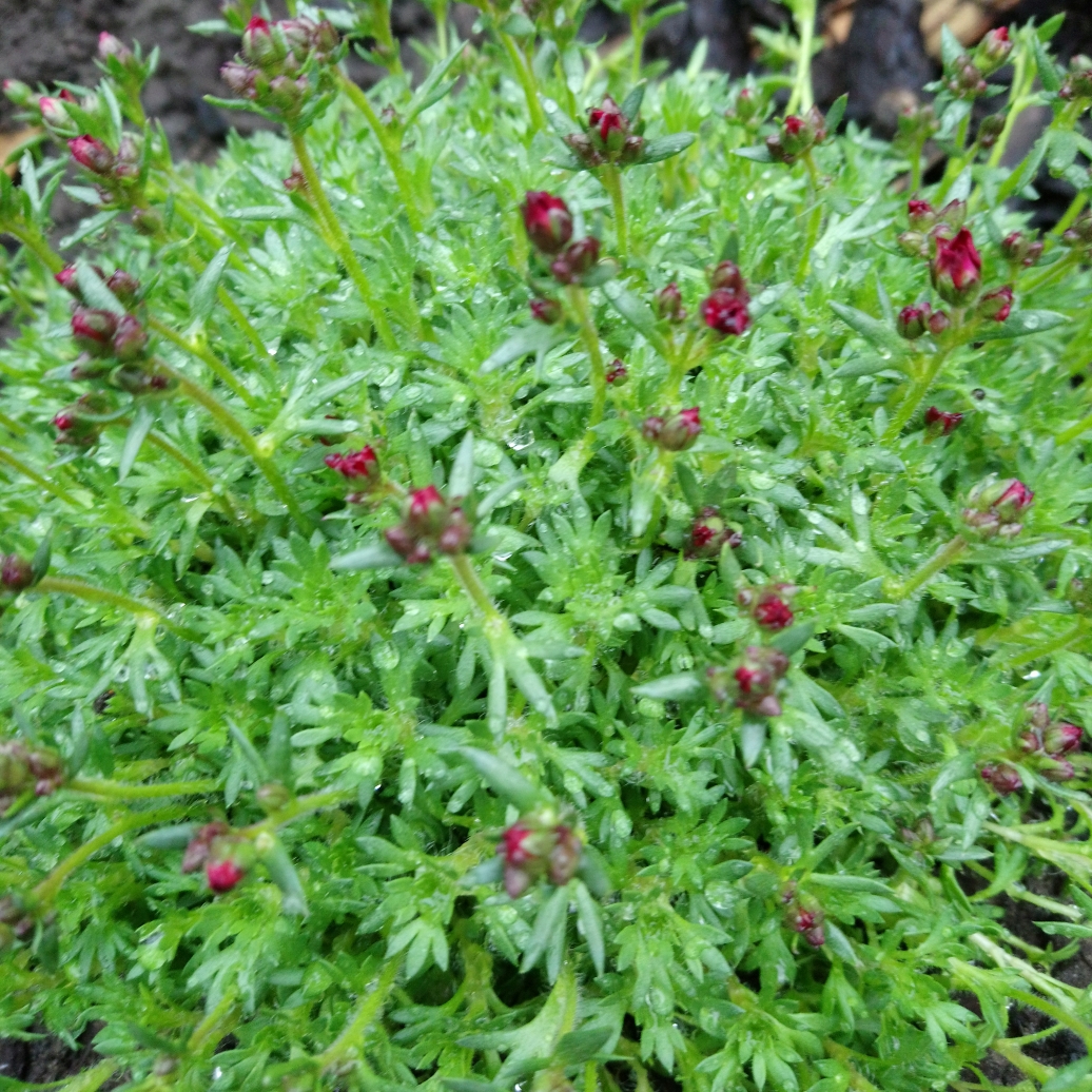 Saxifrage Pixie Rose in the GardenTags plant encyclopedia