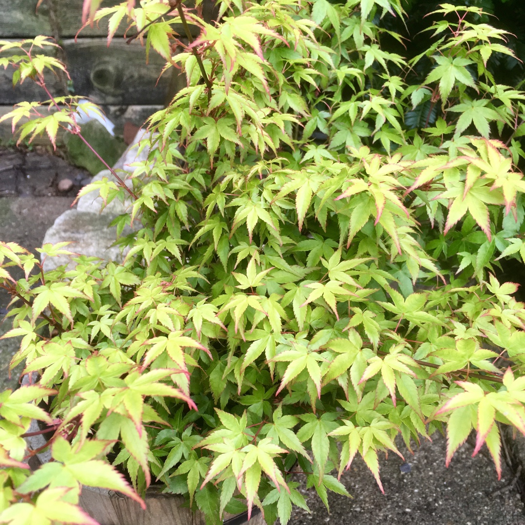 Acer Little Princess in the GardenTags plant encyclopedia