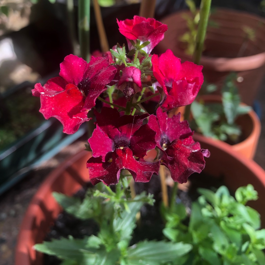 Nemesia Nesia Burgundy in the GardenTags plant encyclopedia