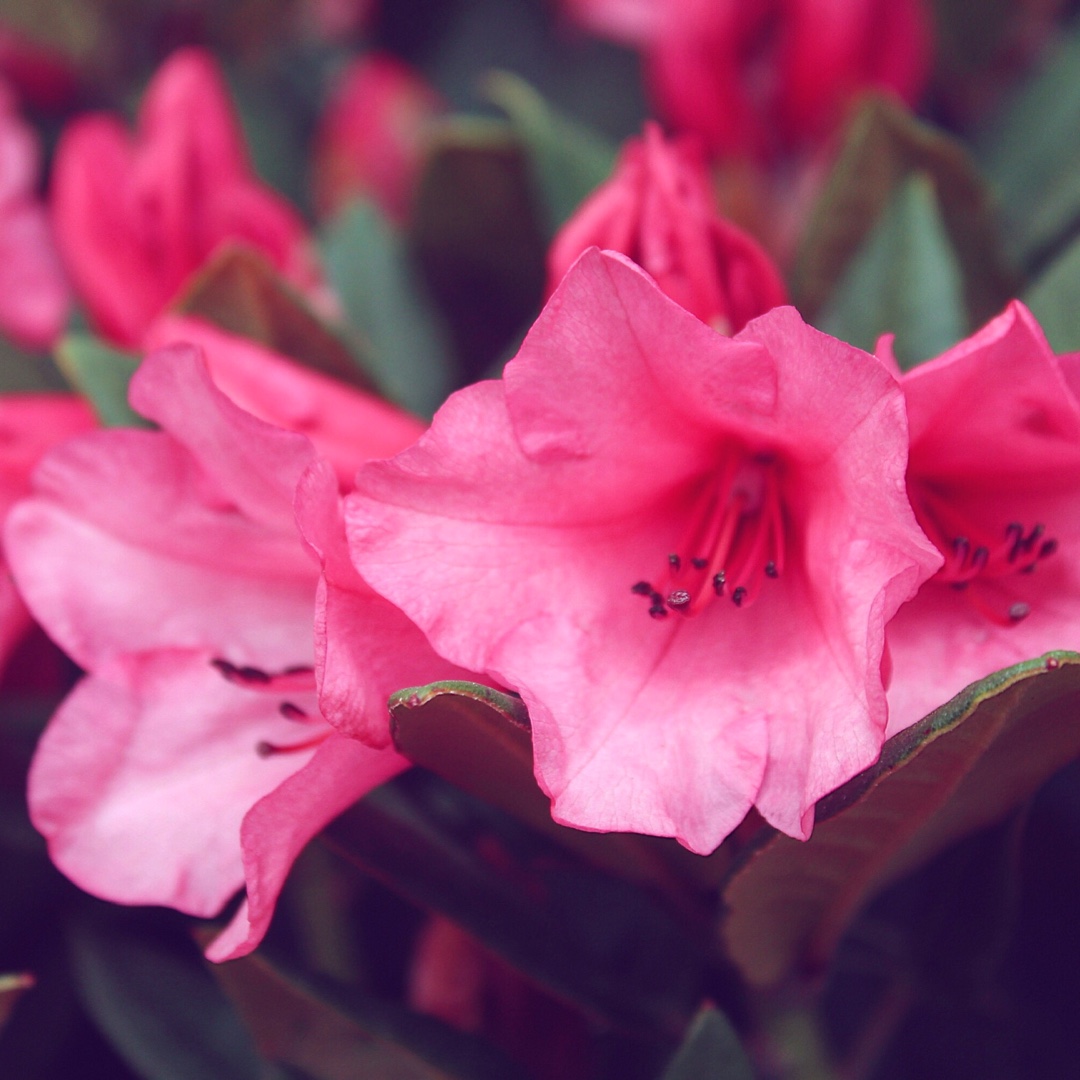 Rhododendron Winsome in the GardenTags plant encyclopedia