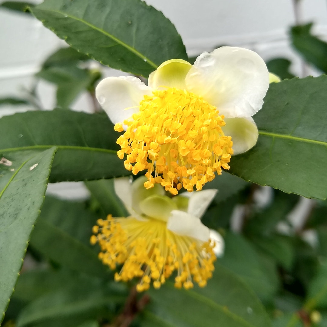 Tea Bush in the GardenTags plant encyclopedia