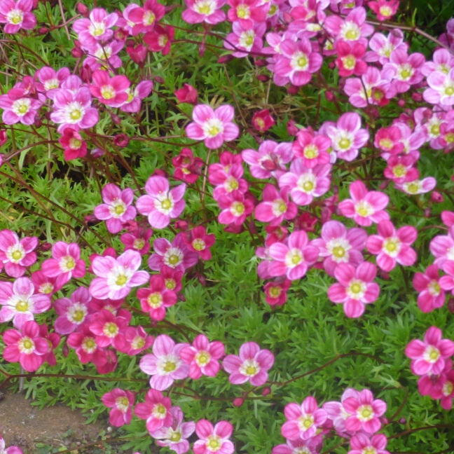 Saxifrage Elliots Variety in the GardenTags plant encyclopedia