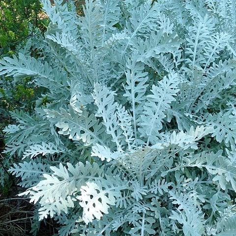 Dusty Miller in the GardenTags plant encyclopedia