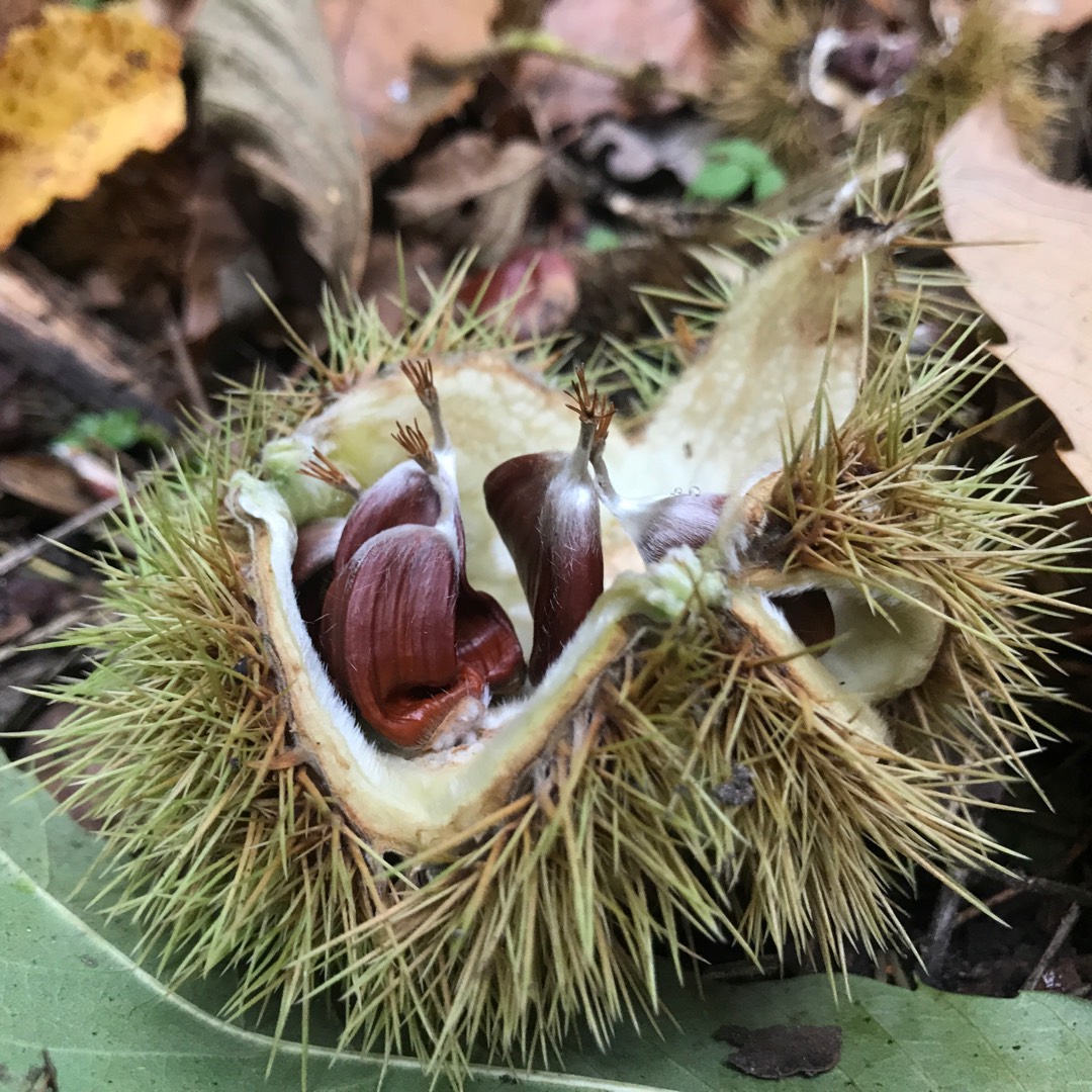 Sweet Chestnut in the GardenTags plant encyclopedia