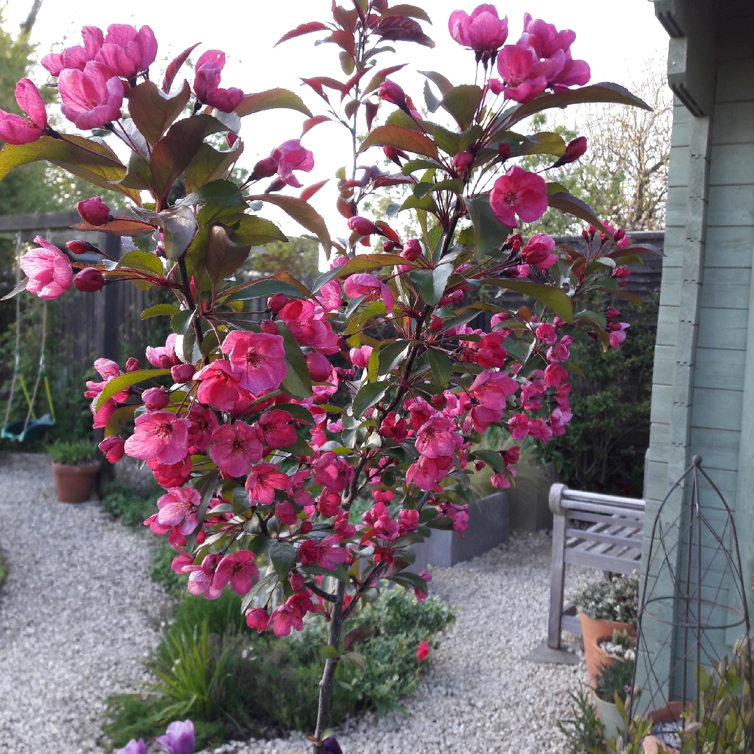 Crab Apple Prairie Fire in the GardenTags plant encyclopedia