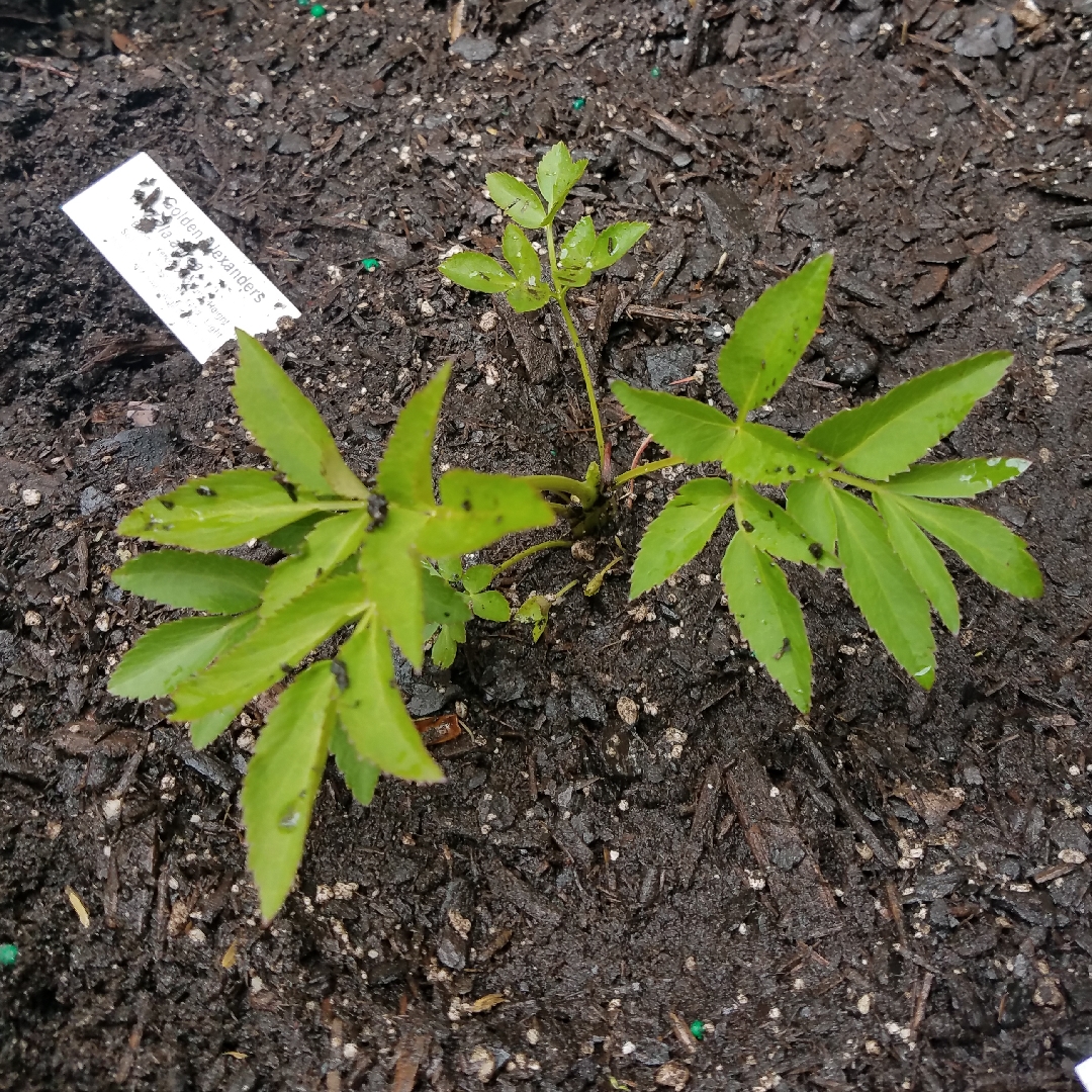 Golden Alexanders in the GardenTags plant encyclopedia