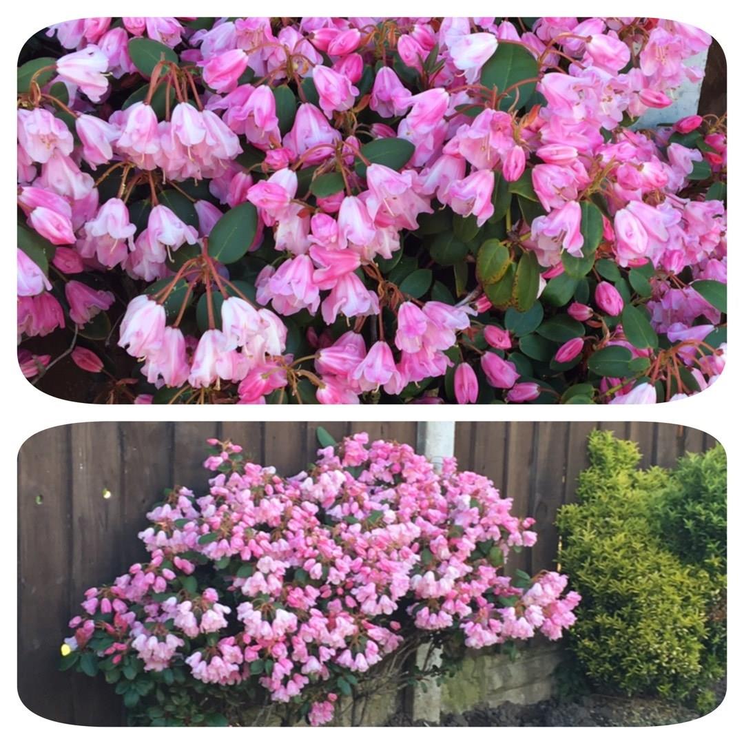 Rhododendron Bow Bells in the GardenTags plant encyclopedia