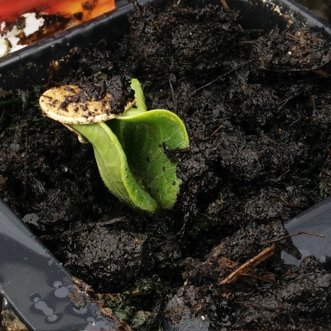 Pumpkin Hundredweight in the GardenTags plant encyclopedia