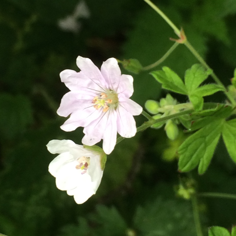 Hedgerow Cranesbill in the GardenTags plant encyclopedia