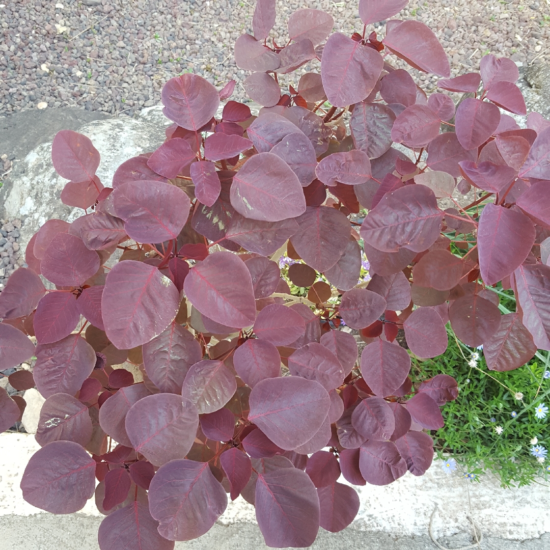 Smoketree Spurge in the GardenTags plant encyclopedia